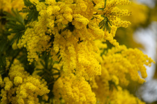 close up image of Wattle 